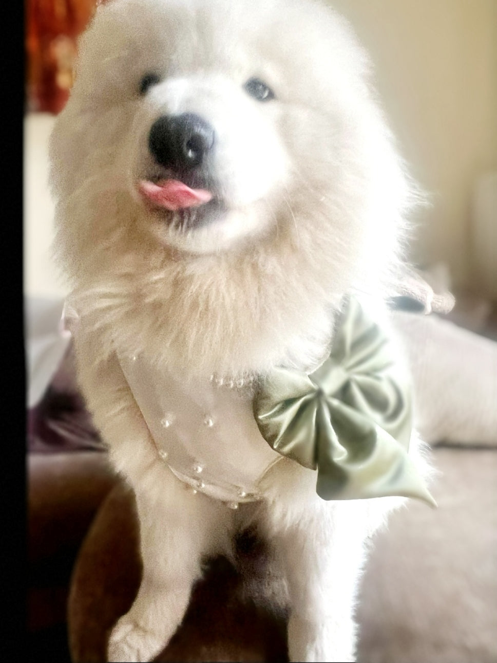Wedding Dog Harness & Leash in Ivory White Satin with Pearls CHOICE of COLOURS Made to Measure