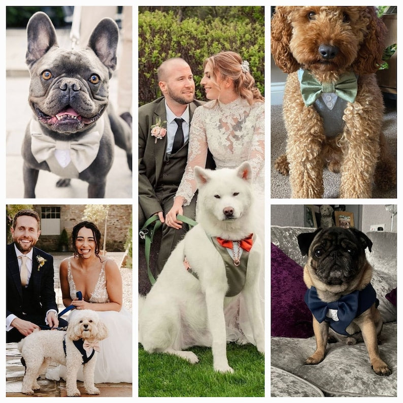 Tuxedo Wedding Dog Harness in Navy Blue Satin with Dusty Blue Bow & Flower CHOICE of COLOURS Made to Measure