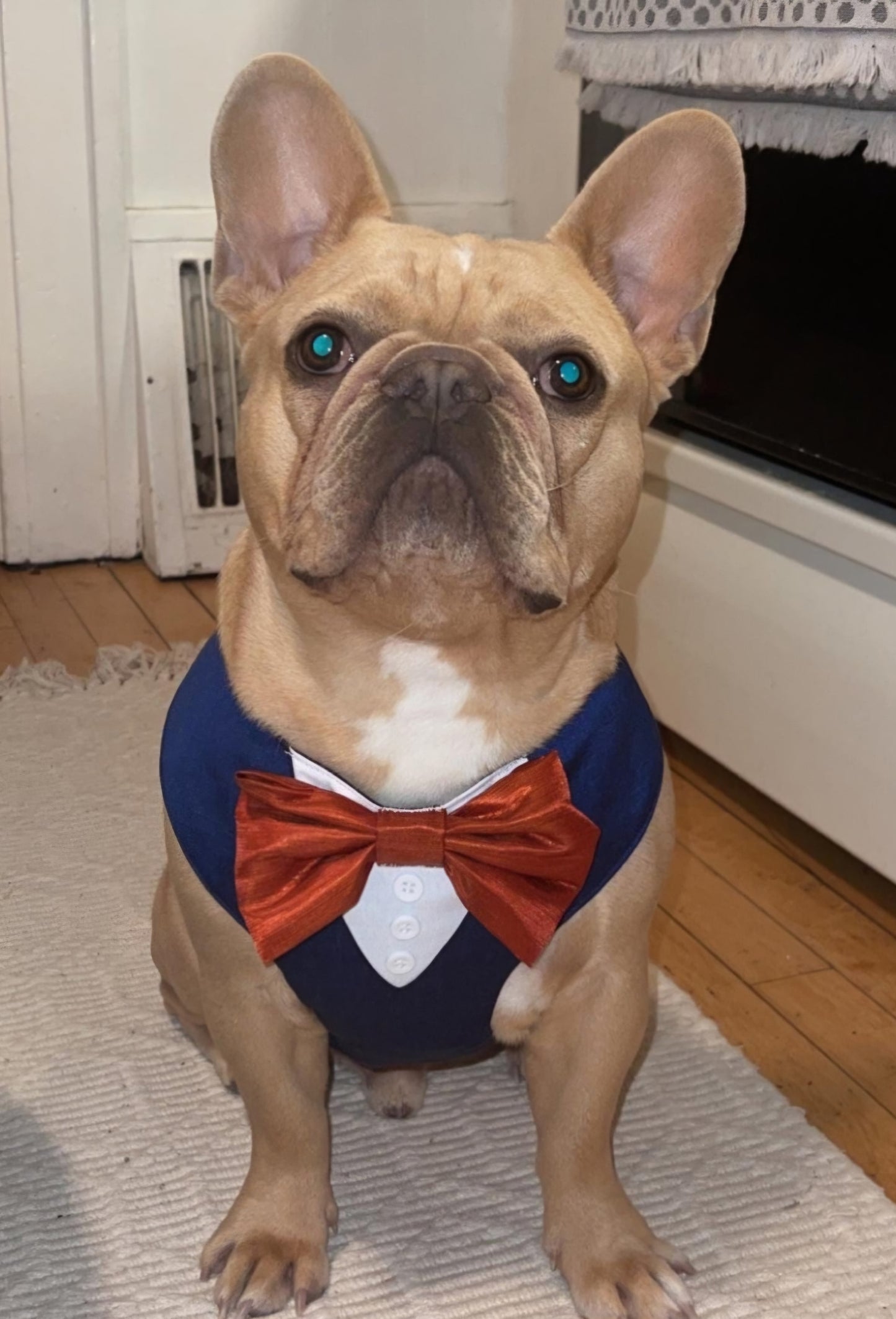 Tuxedo Wedding Dog Harness in Navy Satin with Jacquard Paisley Bow CHOICE of COLOURS Made to Measure