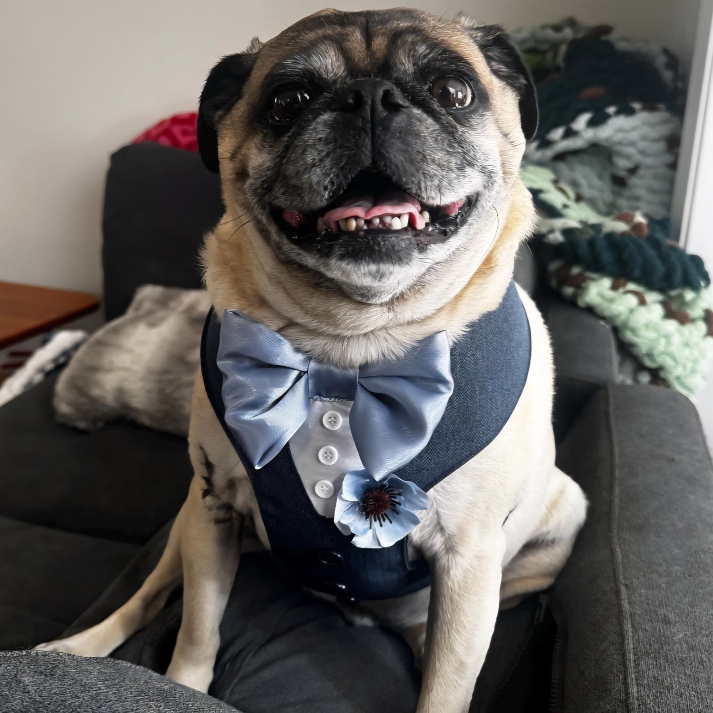 Tuxedo Wedding Dog Harness in Navy Blue Soft Herringbone Tweed Fabric with Dusty Blue Satin Bow CHOICE of COLOURS Made to Measure